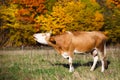 Single cow moos in field. Blazing orange maple tree highlights green pasture. Royalty Free Stock Photo
