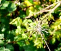 Single Cow Parsley Anthriscus sylvestris Seed Head Shell