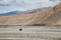 Single cow standing in vast mountain landscape