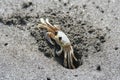 Single crab on black sand, Anse couleuvre, Martinique.