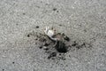 Single crab on black sand, Anse couleuvre, Martinique.