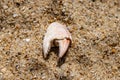 Crab claw shell in the sand Royalty Free Stock Photo