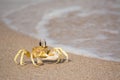 A single crab on the beach