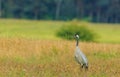 Single Crane(Grus grus) in summertime field