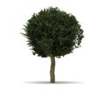 Single Crataegus Laevigata Tree Royalty Free Stock Photo