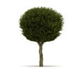 Single Crataegus Laevigata Tree Royalty Free Stock Photo