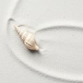 A single, cream-colored conch shell rests on fine, white sand. The shell features a Royalty Free Stock Photo