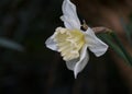A single creamy white daffodil flower blooming in the spring sunshine against a natural dark background