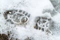 Single crisp boot print in thin white snow Royalty Free Stock Photo