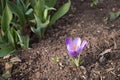 Single crocus blooming in the dirt Royalty Free Stock Photo