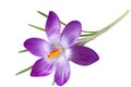 Single Crocus Flower