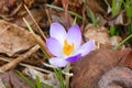 Single Crocus flower with delicate vibrant beauty