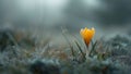 Single crocus flower emerging in misty morning light