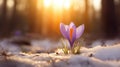 Single Crocus Flower Emerging from Snow at Forest Sunset. Royalty Free Stock Photo