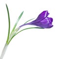 Single crocus isolated