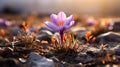 A single Crocus purple flower closeup Royalty Free Stock Photo