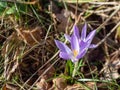 Single crocus in spring background