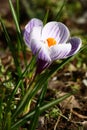 Single crocus. Royalty Free Stock Photo