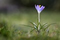 Single Crocus tommasinianus flower