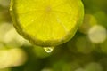 Single cross section of lime with water drop. Lime is a hybrid c Royalty Free Stock Photo