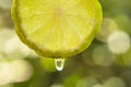 Single cross section of lime with water drop. Lime is a hybrid c Royalty Free Stock Photo