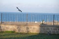 A single crow, black crow just before landing