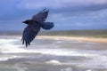Single crow flying over the water at Sawtell Beach, Australia