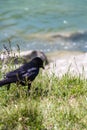 Single Crow in a Meadow with Lilac Flowers next to a River