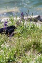 Single Crow in a Meadow with Lilac Flowers next to a River