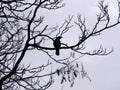 A single crow perched in the branches of a winter tree in silhouette