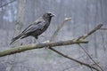 A single crow sitting on a tree branch in the winter forest