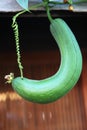 Single cucumber on a vine