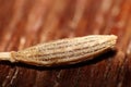 Detailed macro image of a single cumin seed