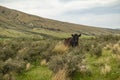 A single, curious cow looking up in the high grass of a New Zealand meadow Royalty Free Stock Photo