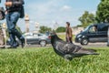 Single curious hungry pigeon is standing close to people Royalty Free Stock Photo