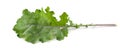 Single curly kale leaf isolated on white background Royalty Free Stock Photo