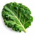 Single Curly Kale Leaf Showing Veins Texture in a Studio Shot with White Background Royalty Free Stock Photo