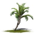 A single Curly Palm on a green area