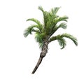A single Curly Palm