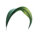 Single curved green palm leaf with light and shadow details against transparent background Royalty Free Stock Photo