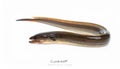 Single Cusk-Eel Fish Isolated on White Background Royalty Free Stock Photo