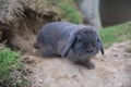 single cute baby rabbit in front of tunnel Royalty Free Stock Photo