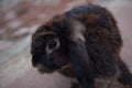 Single cute black baby rabbit close up