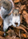 Single cute grey squirrel in a bed of fallen leaves