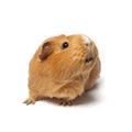 Single cute guinea Pig isolated on white background close up