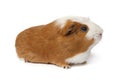 Single cute guinea Pig isolated on white background close up