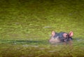 Single cute hippo calf semi-submerged in green waters. South Afr Royalty Free Stock Photo