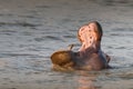 Single cute hippo calf yawning in green waters. South Africa Royalty Free Stock Photo