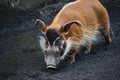 A single red river hog snuffling in the dirt Royalty Free Stock Photo