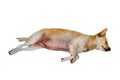 Sleeping brown dog isolated on white background. Royalty Free Stock Photo